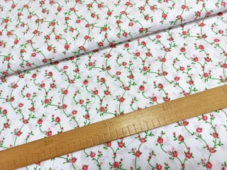 Popínavá růžička na bílé